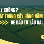 Nên hay không mua đất trồng cây hàng năm để đầu tư lâu dài?